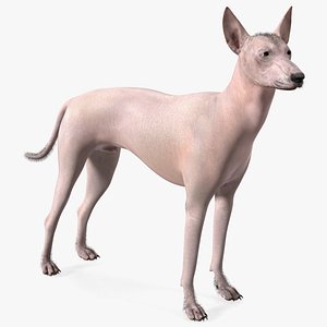 Mexican Hairless Dog Xolo Fur