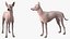 Mexican Hairless Dog Xolo Fur