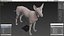 Mexican Hairless Dog Xolo Fur