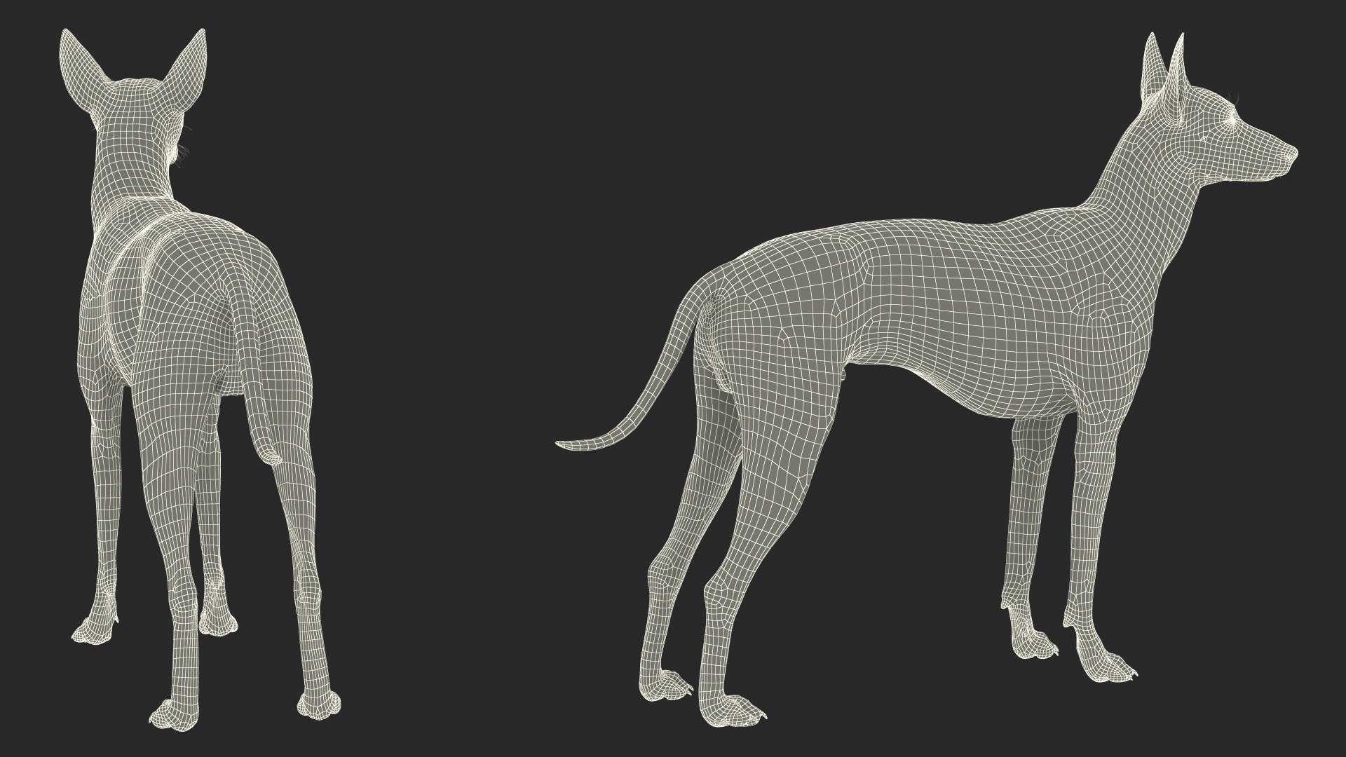Mexican Hairless Dog Xolo Fur model https://p.turbosquid.com/ts-thumb/Hd/iwBzyM/nO/mexicanhairlessdogxolofurc4dmodel020/jpg/1686266053/1920x1080/fit_q87/656f3bd983260ce929f98c0d0aeb9b52264fdad6/mexicanhairlessdogxolofurc4dmodel020.jpg