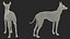 Mexican Hairless Dog Xolo Fur