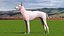 Mexican Hairless Dog Xolo Fur