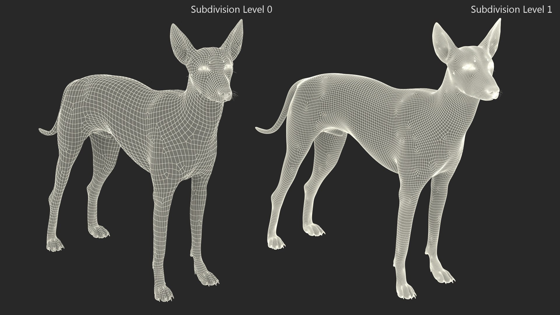 Mexican Hairless Dog Xolo Fur model https://p.turbosquid.com/ts-thumb/Hd/iwBzyM/sq/mexicanhairlessdogxolofurc4dmodel015/jpg/1686266034/1920x1080/fit_q87/7e6f1841672b571d58c376e09f8a5bad5292a388/mexicanhairlessdogxolofurc4dmodel015.jpg