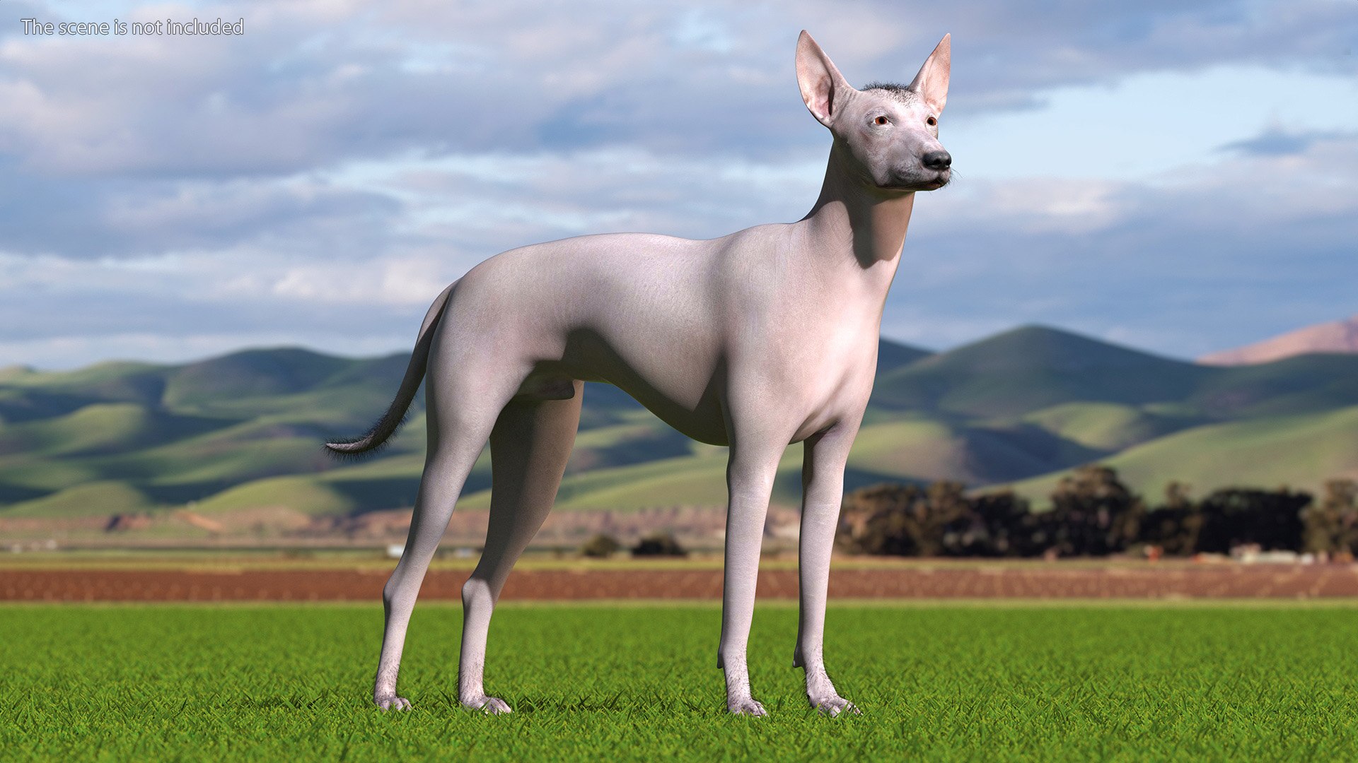 Mexican Hairless Dog Xolo Fur model https://p.turbosquid.com/ts-thumb/Hd/iwBzyM/yy/mexicanhairlessdogxolofurc4dmodel002/jpg/1686265989/1920x1080/fit_q87/dc9ae89aeeab87b2b83ddbd70bd15a86fbf0816a/mexicanhairlessdogxolofurc4dmodel002.jpg