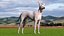 Mexican Hairless Dog Xolo Fur