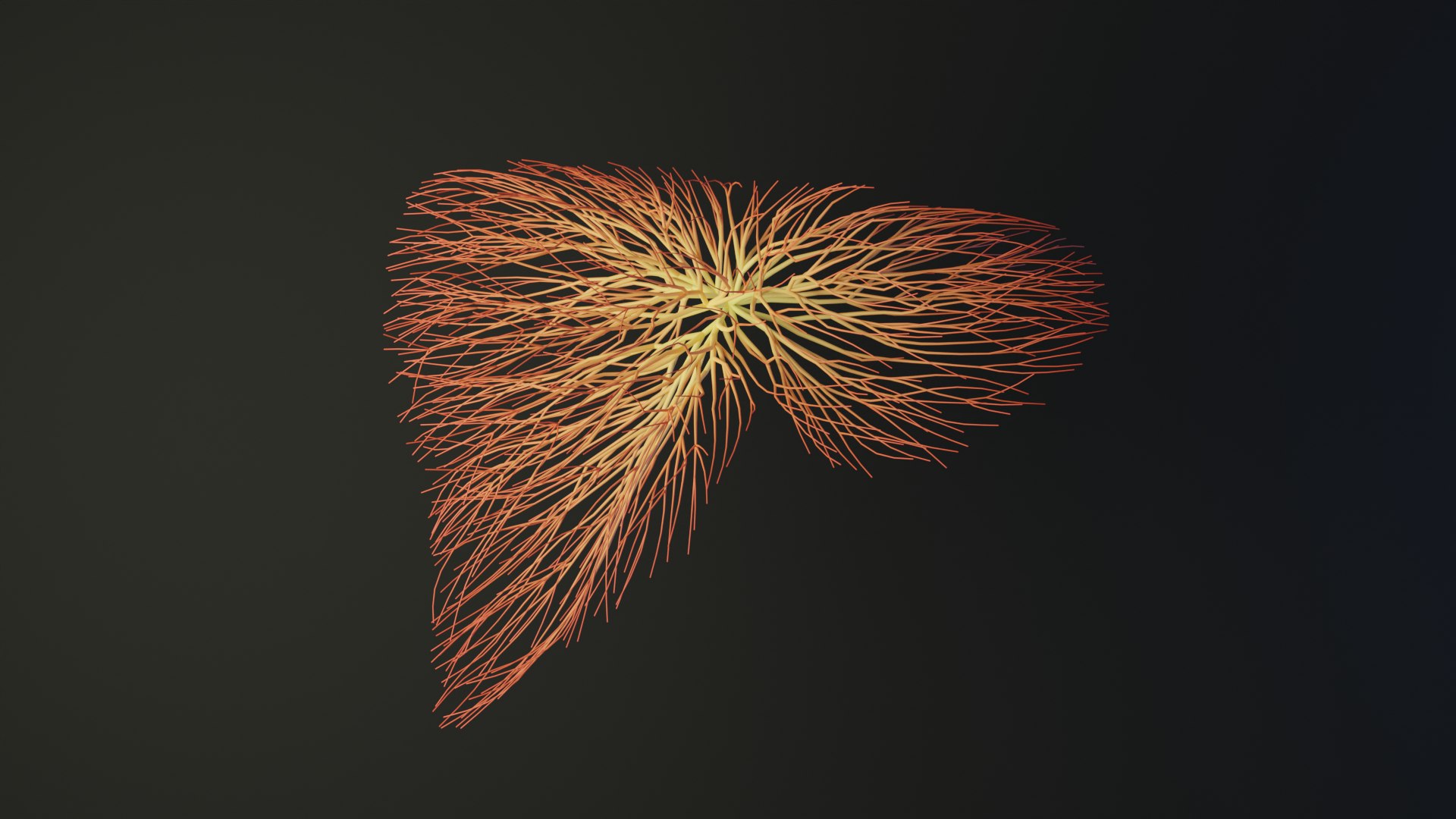 3D Human Liver Unrolling Growing Animation - TurboSquid 1979558