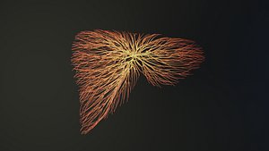 3D Human liver unrolling growing animation