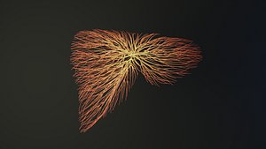 Human liver unrolling growing animation
