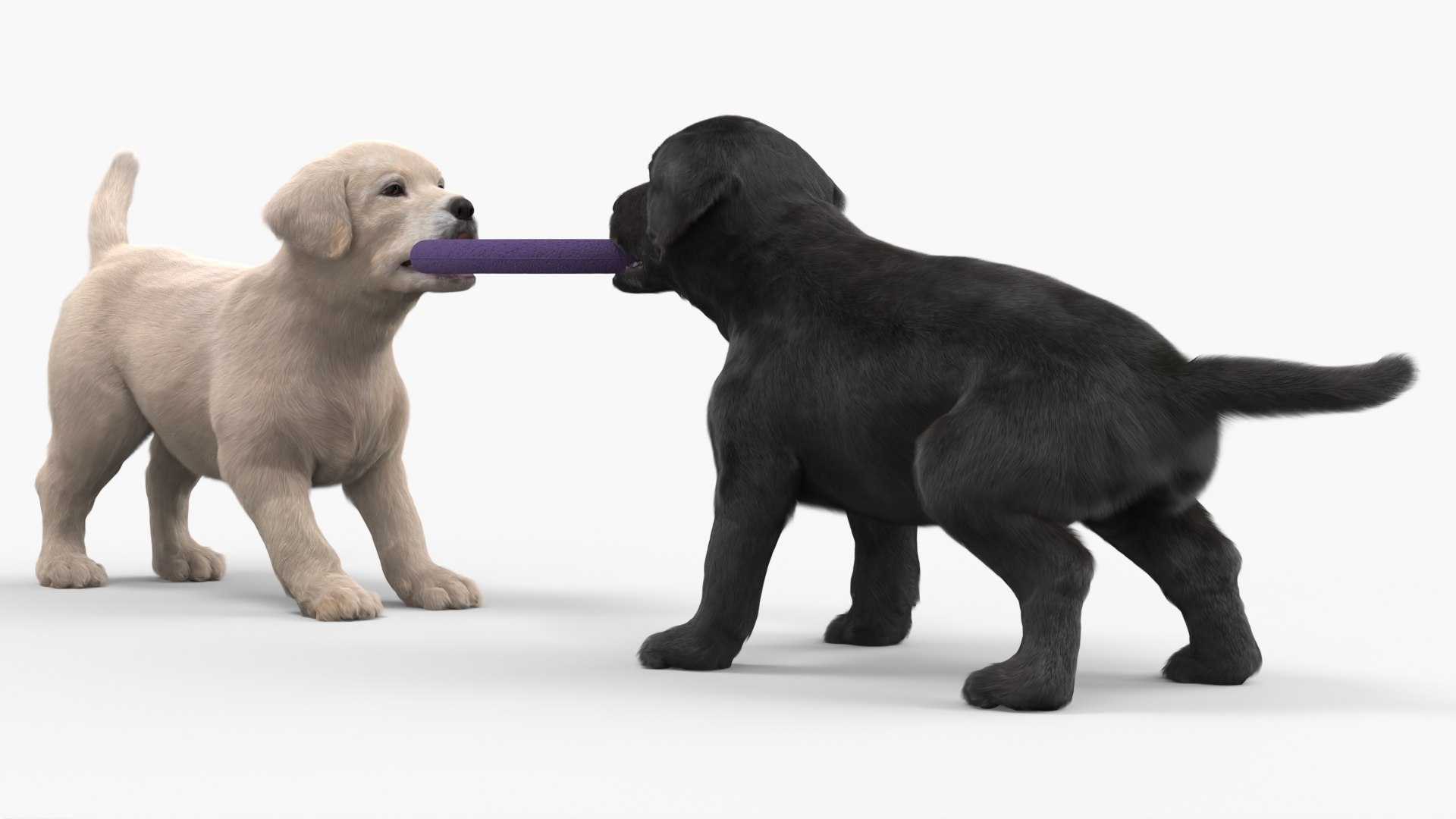 Labrador Puppies Playing with Dog Toy Fur model https://p.turbosquid.com/ts-thumb/Hd/xwoMmb/e4/labrador_puppies_playing_with_dog_toy_fur_007/jpg/1747233467/1920x1080/fit_q87/6186df0a1a5fac089e2b4c6c5863056a6b48b51d/labrador_puppies_playing_with_dog_toy_fur_007.jpg