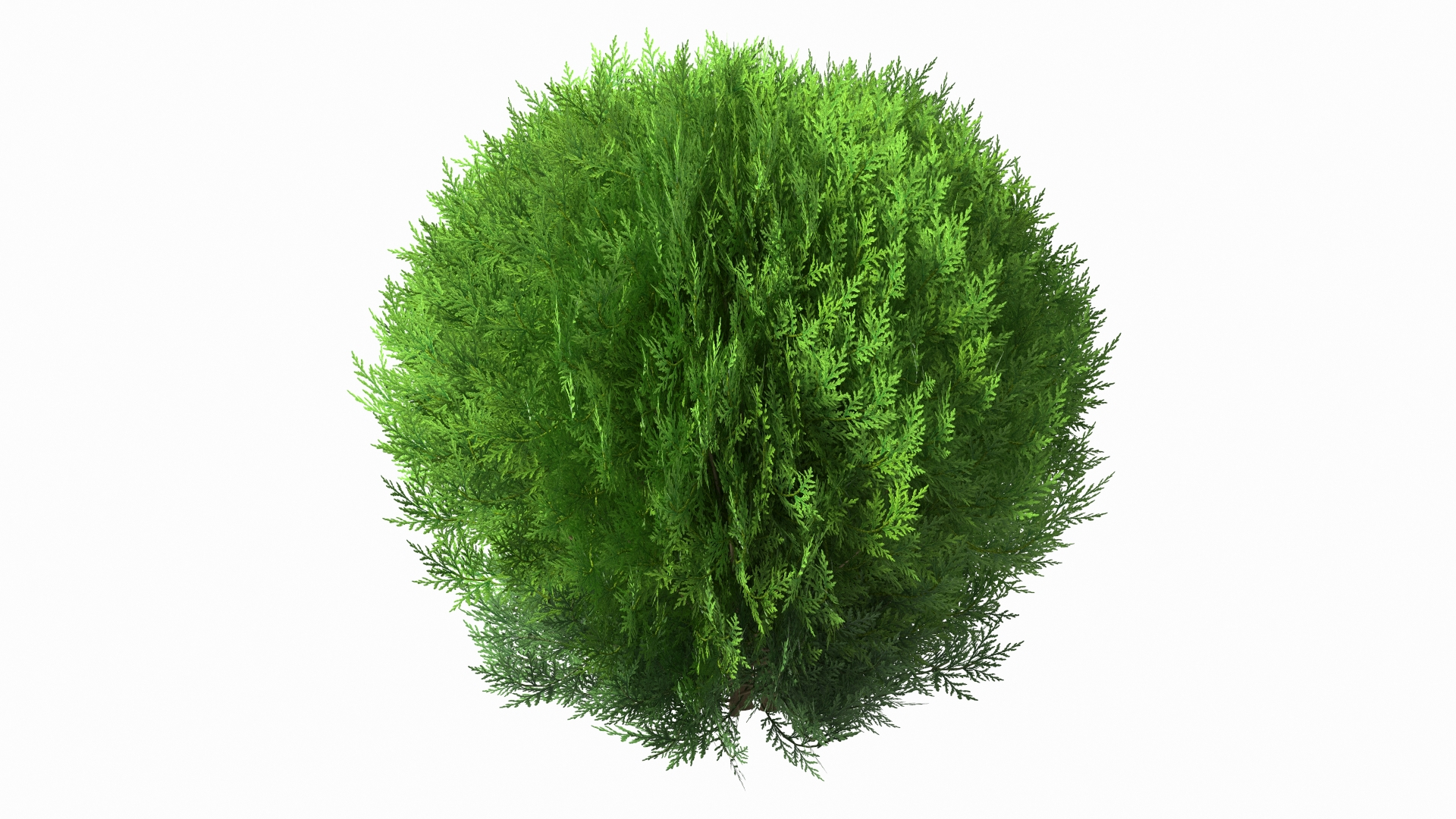 Platycladus Spherical Shrub Model - TurboSquid 1789488