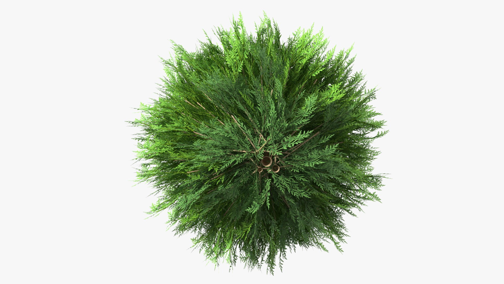 Platycladus Spherical Shrub Model - TurboSquid 1789488