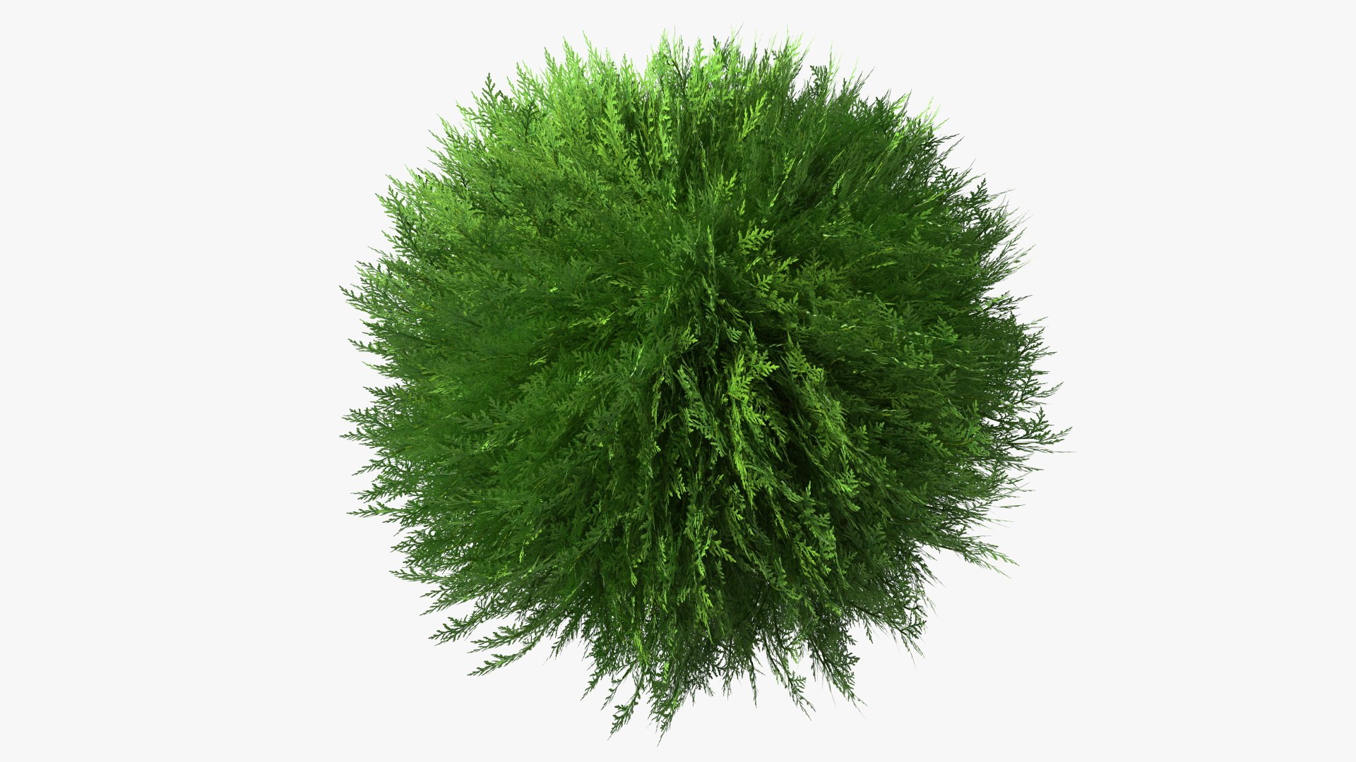 Platycladus Spherical Shrub Model - TurboSquid 1789488