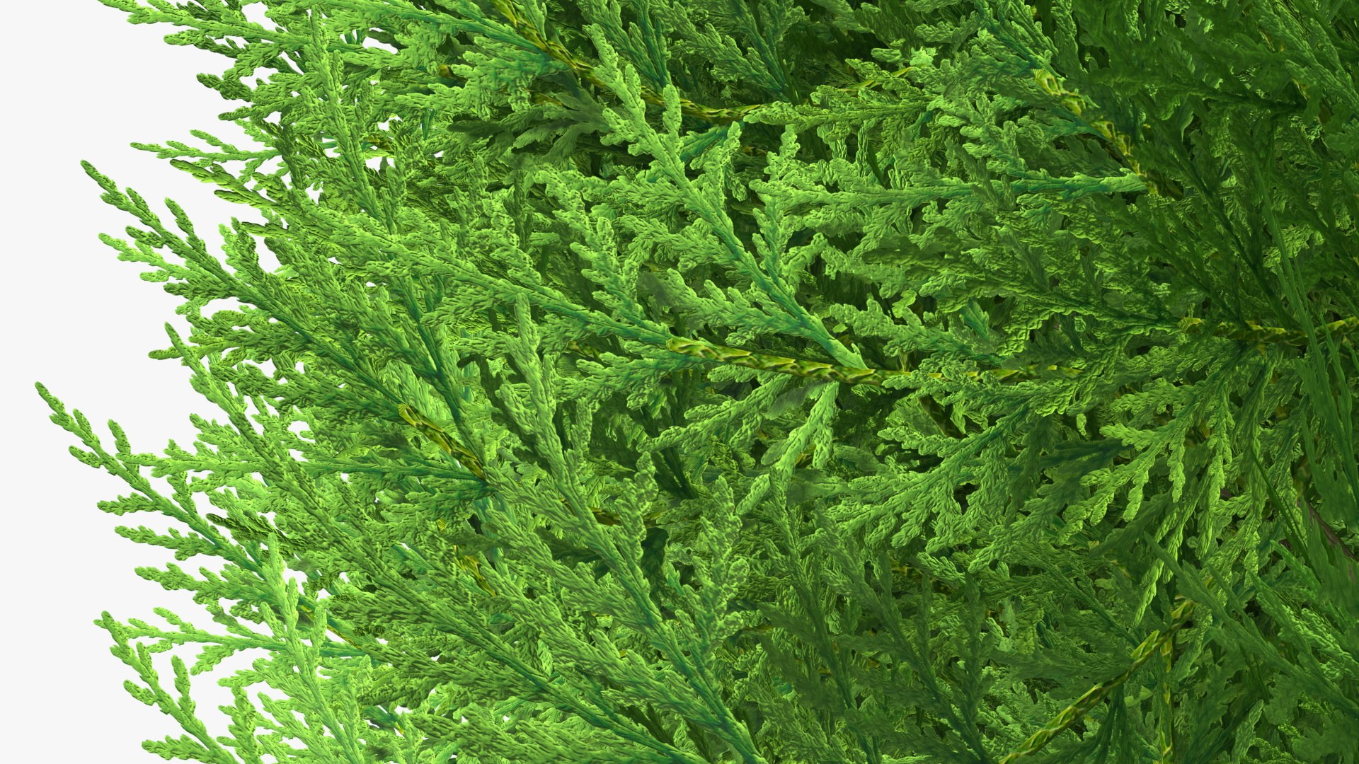 Platycladus Spherical Shrub Model - TurboSquid 1789488