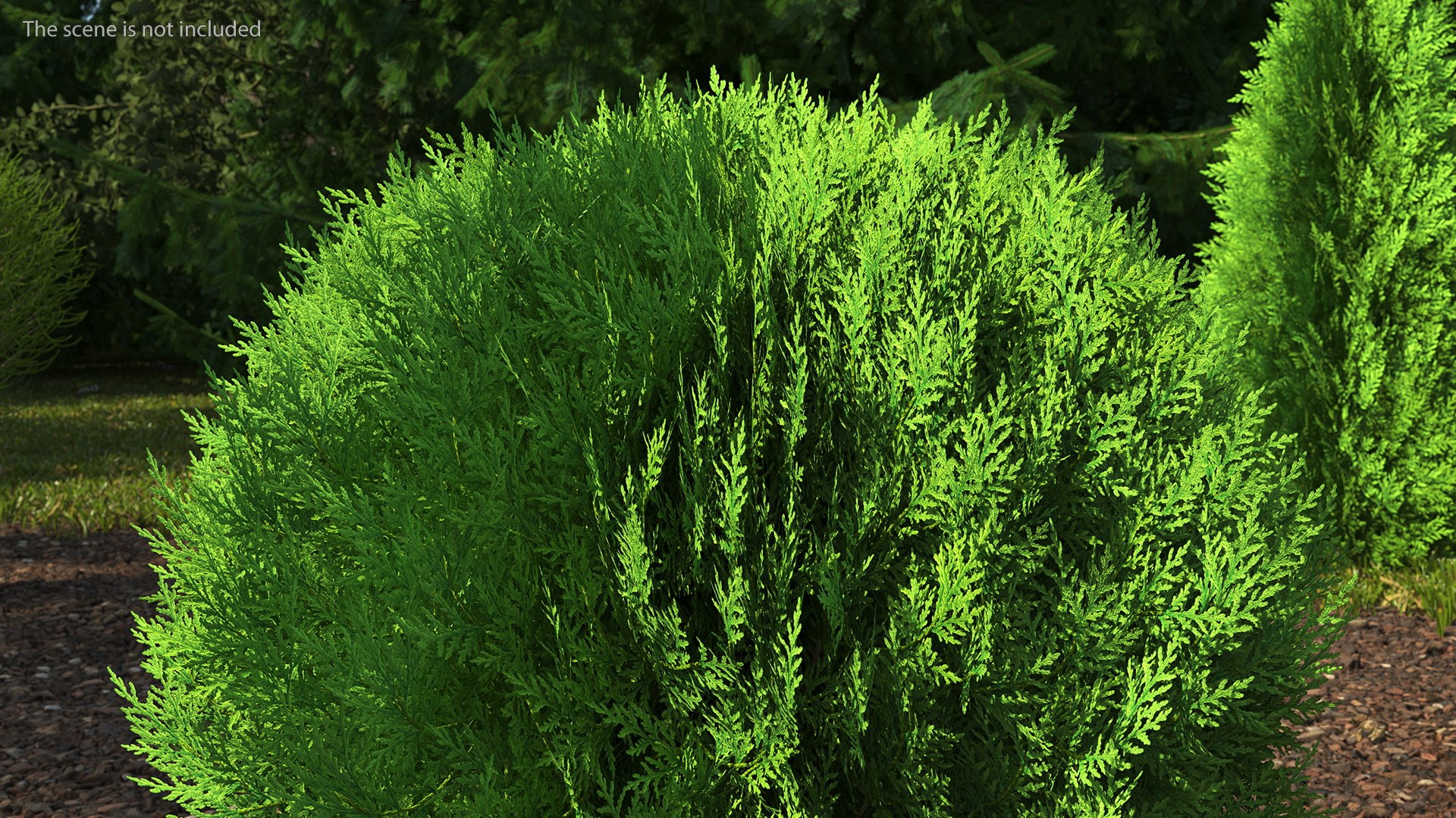 Platycladus Spherical Shrub Model - TurboSquid 1789488