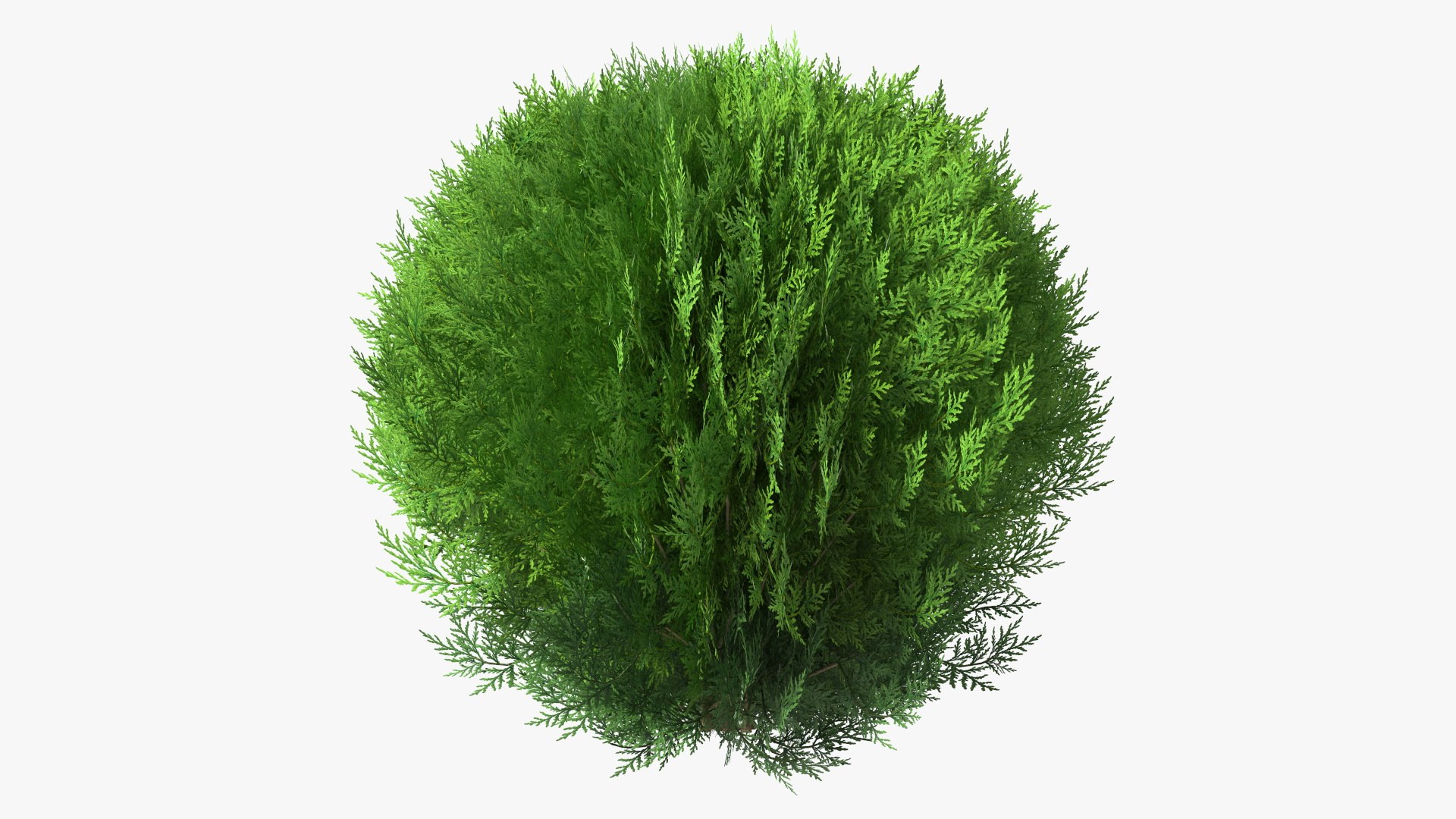 Platycladus Spherical Shrub Model - TurboSquid 1789488