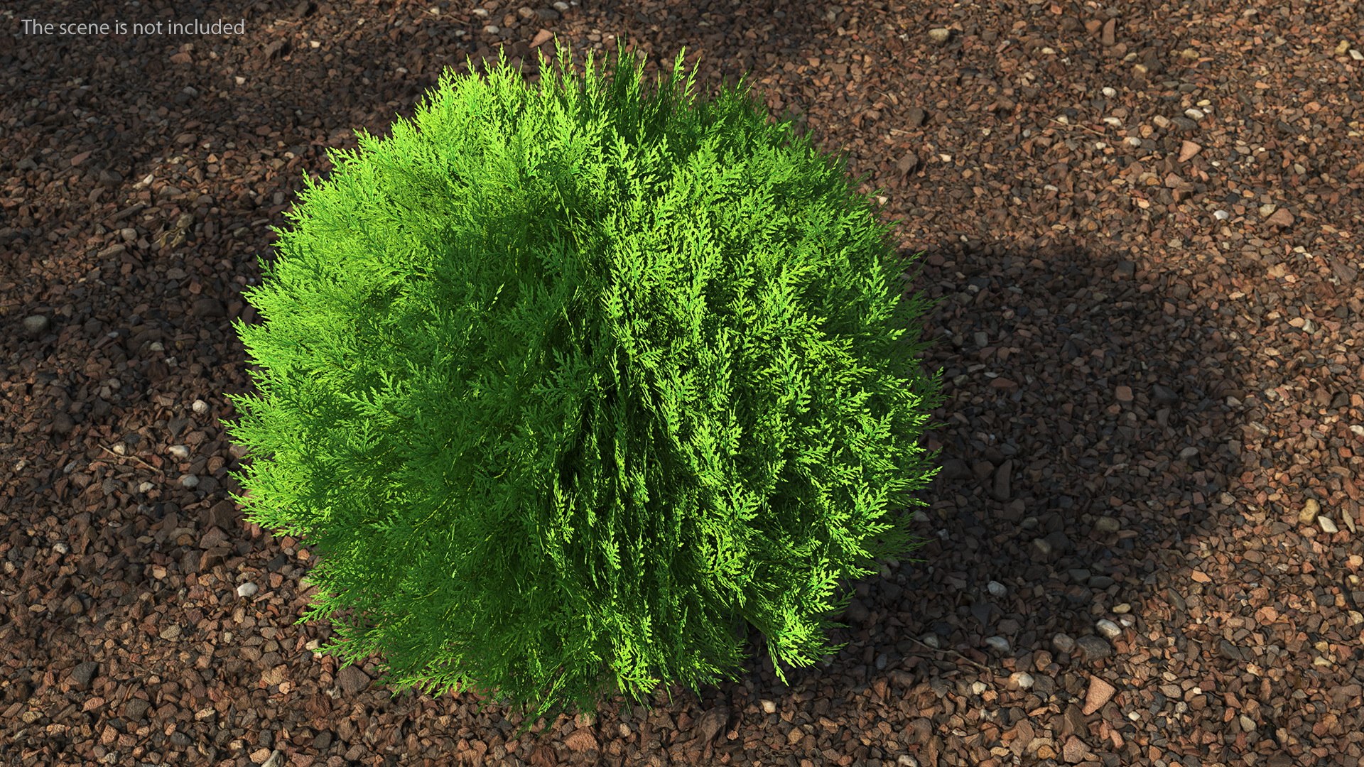 Platycladus Spherical Shrub Model - TurboSquid 1789488