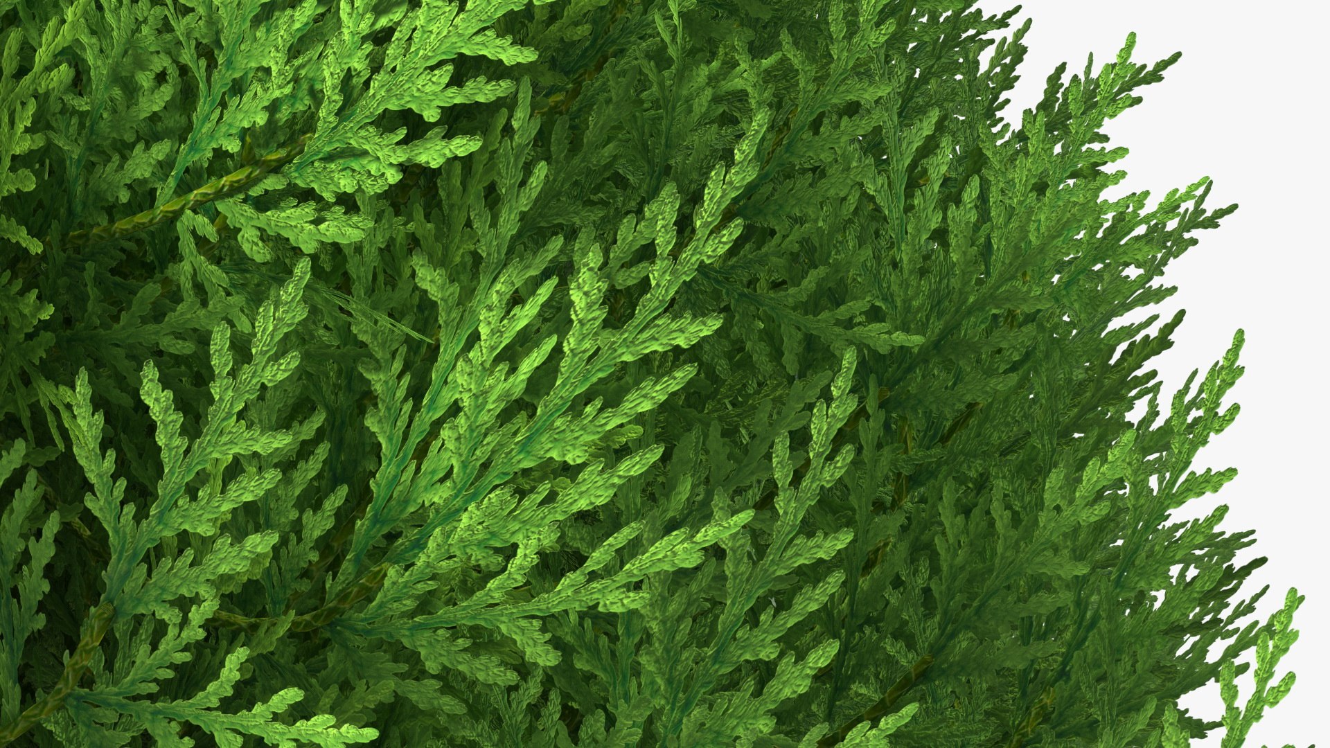 Platycladus Spherical Shrub Model - TurboSquid 1789488