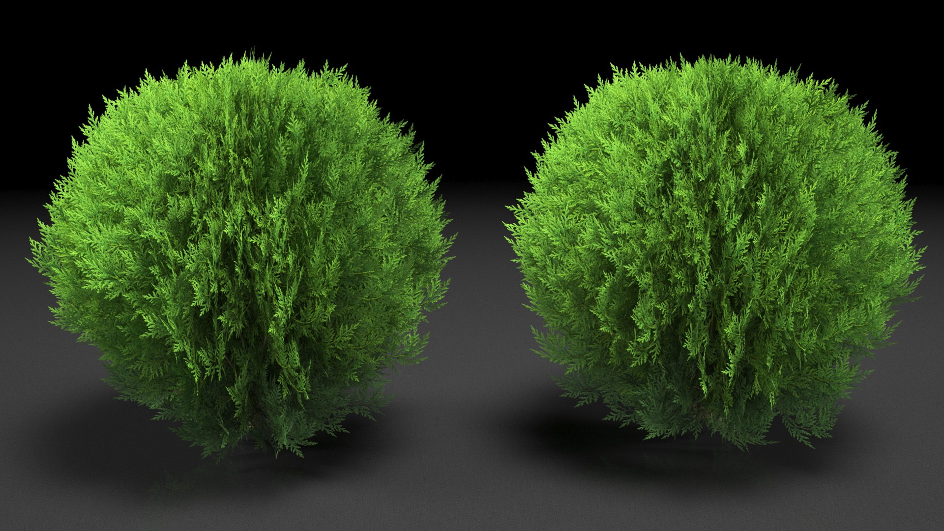 Platycladus Spherical Shrub Model - TurboSquid 1789488