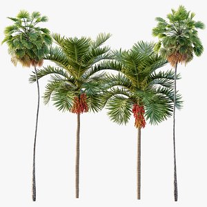 3D model AV Christmas Palm Manila Palm Adonidia Veitchia Merrillii and Borassus Flabellifer