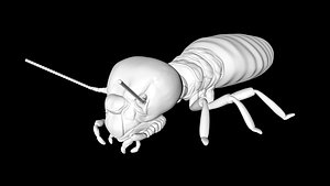 termite insect bug 3D model