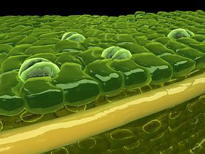 Mesophyll Leaf structure Epidermal cells plant cell