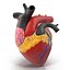Anatomy Heart Modelo de Plástico Médico