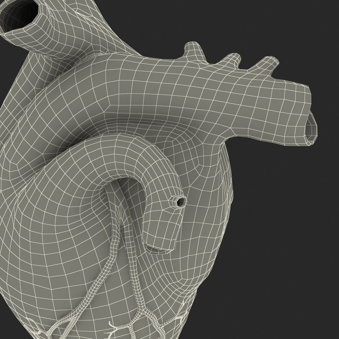 anatomy heart medical plastic 3d model https://p.turbosquid.com/ts-thumb/He/R1TUMC/36dPzNmZ/anatomyheartmedicalplasticmodel3dmodel25/jpg/1455994171/1920x1080/fit_q87/57b8fbd868b43da588df79e1880cd24d82a34960/anatomyheartmedicalplasticmodel3dmodel25.jpg