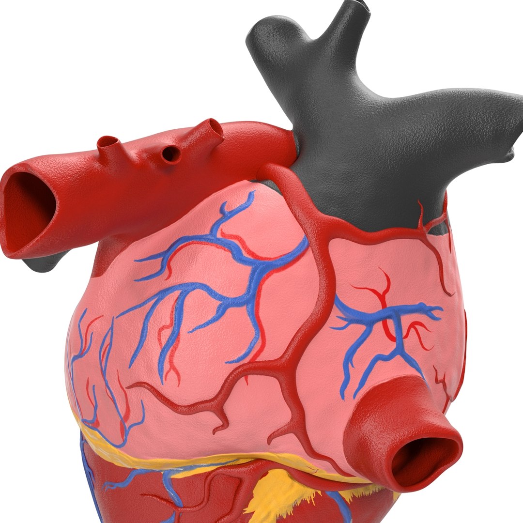 anatomy heart medical plastic 3d model https://p.turbosquid.com/ts-thumb/He/R1TUMC/4zyKBJ1L/anatomyheartmedicalplasticmodel3dmodel12/jpg/1455994171/1920x1080/fit_q87/aeb5565354cfd440977fd6d588e89a5e6d4dcfa0/anatomyheartmedicalplasticmodel3dmodel12.jpg