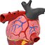Anatomy Heart Modelo de Plástico Médico