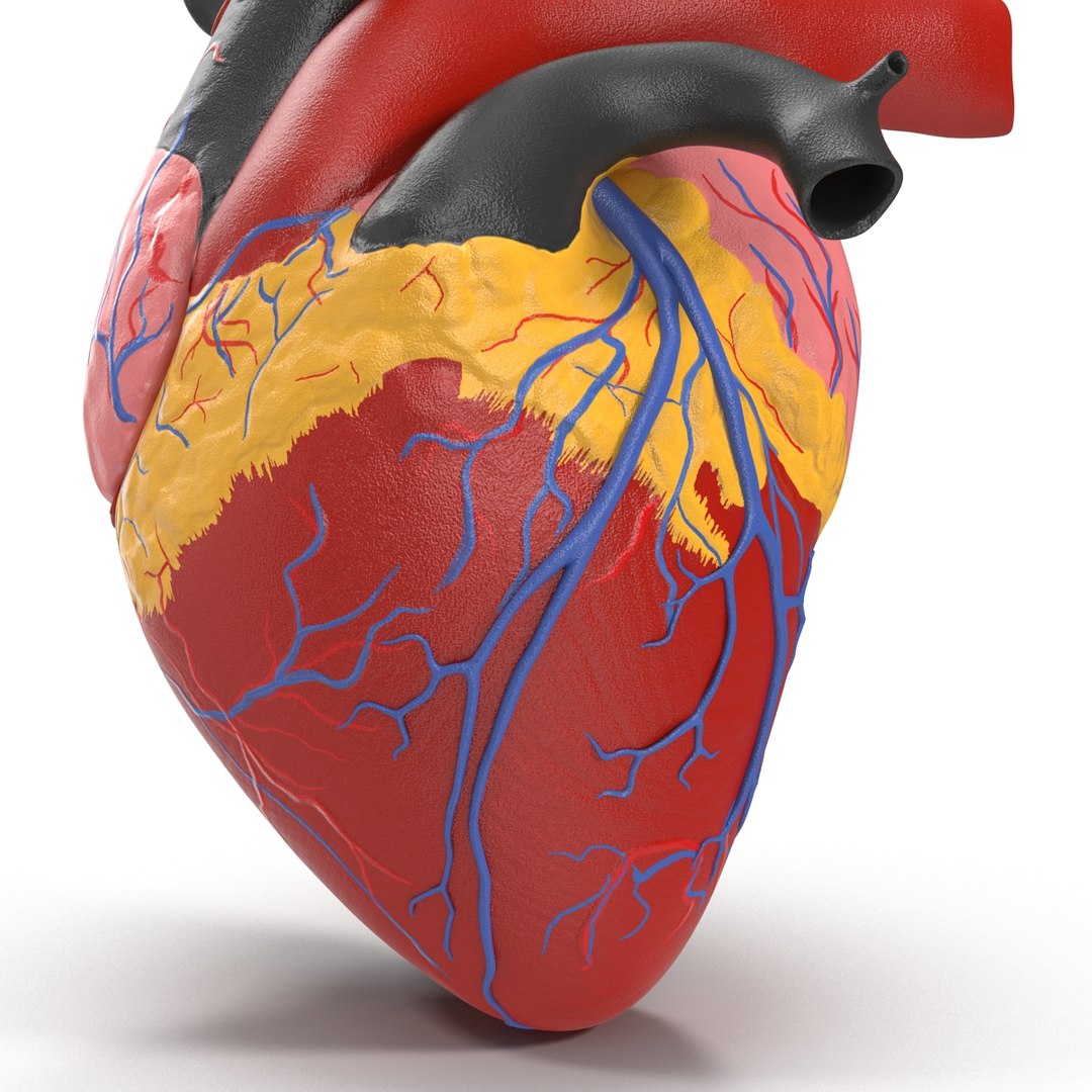 anatomy heart medical plastic 3d model https://p.turbosquid.com/ts-thumb/He/R1TUMC/6YCM3F8F/anatomyheartmedicalplasticmodel3dmodel08/jpg/1455994170/1920x1080/fit_q87/c08004387350443af9cd17cd9397e2d91e344d89/anatomyheartmedicalplasticmodel3dmodel08.jpg