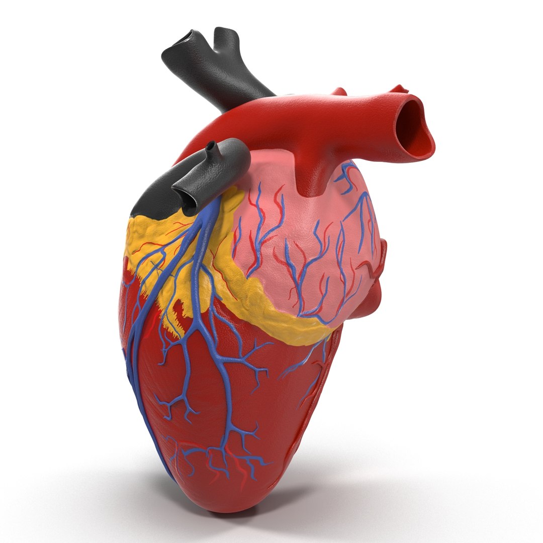anatomy heart medical plastic 3d model https://p.turbosquid.com/ts-thumb/He/R1TUMC/GREL6MWj/anatomyheartmedicalplasticmodel3dmodel05/jpg/1455994170/1920x1080/fit_q87/63512dbbe79f6944f06e14f9b7e6d55aef9186c2/anatomyheartmedicalplasticmodel3dmodel05.jpg