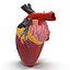 Anatomy Heart Modelo de Plástico Médico