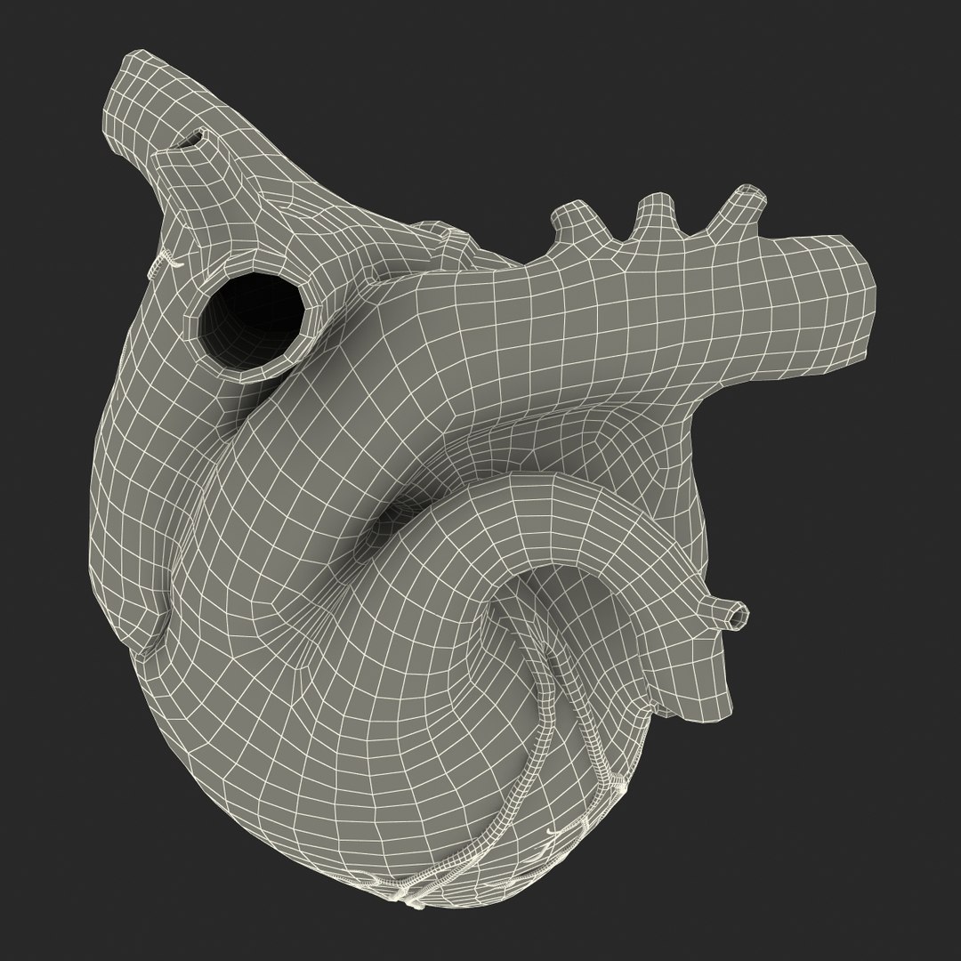 anatomy heart medical plastic 3d model https://p.turbosquid.com/ts-thumb/He/R1TUMC/H8DDvLeo/anatomyheartmedicalplasticmodel3dmodel22/jpg/1455994171/1920x1080/fit_q87/43e7b4f2f24a71b6af302049d75feb65fbb68869/anatomyheartmedicalplasticmodel3dmodel22.jpg