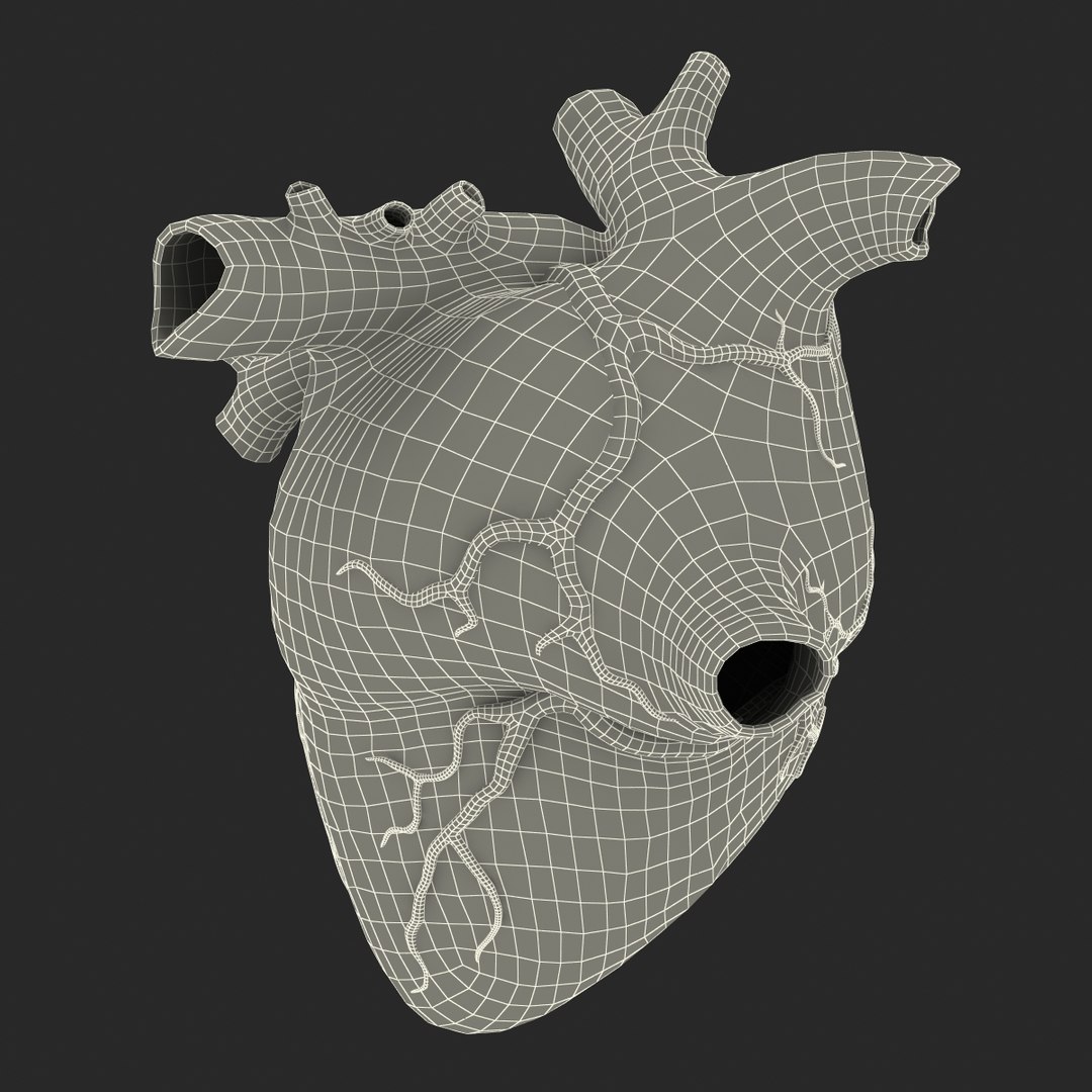 anatomy heart medical plastic 3d model https://p.turbosquid.com/ts-thumb/He/R1TUMC/I3WuLnSa/anatomyheartmedicalplasticmodel3dmodel18/jpg/1455994171/1920x1080/fit_q87/d2a988729b5c097d5489aef9ef9780f66ed9b9c9/anatomyheartmedicalplasticmodel3dmodel18.jpg