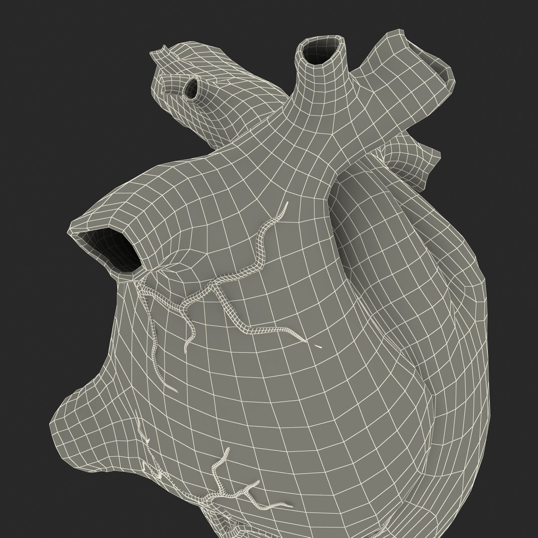 anatomy heart medical plastic 3d model https://p.turbosquid.com/ts-thumb/He/R1TUMC/JvUEjzhB/anatomyheartmedicalplasticmodel3dmodel26/jpg/1455994171/1920x1080/fit_q87/b59380208707fd81b3182647ad63bc97cfede835/anatomyheartmedicalplasticmodel3dmodel26.jpg