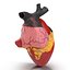 Anatomy Heart Modelo de Plástico Médico