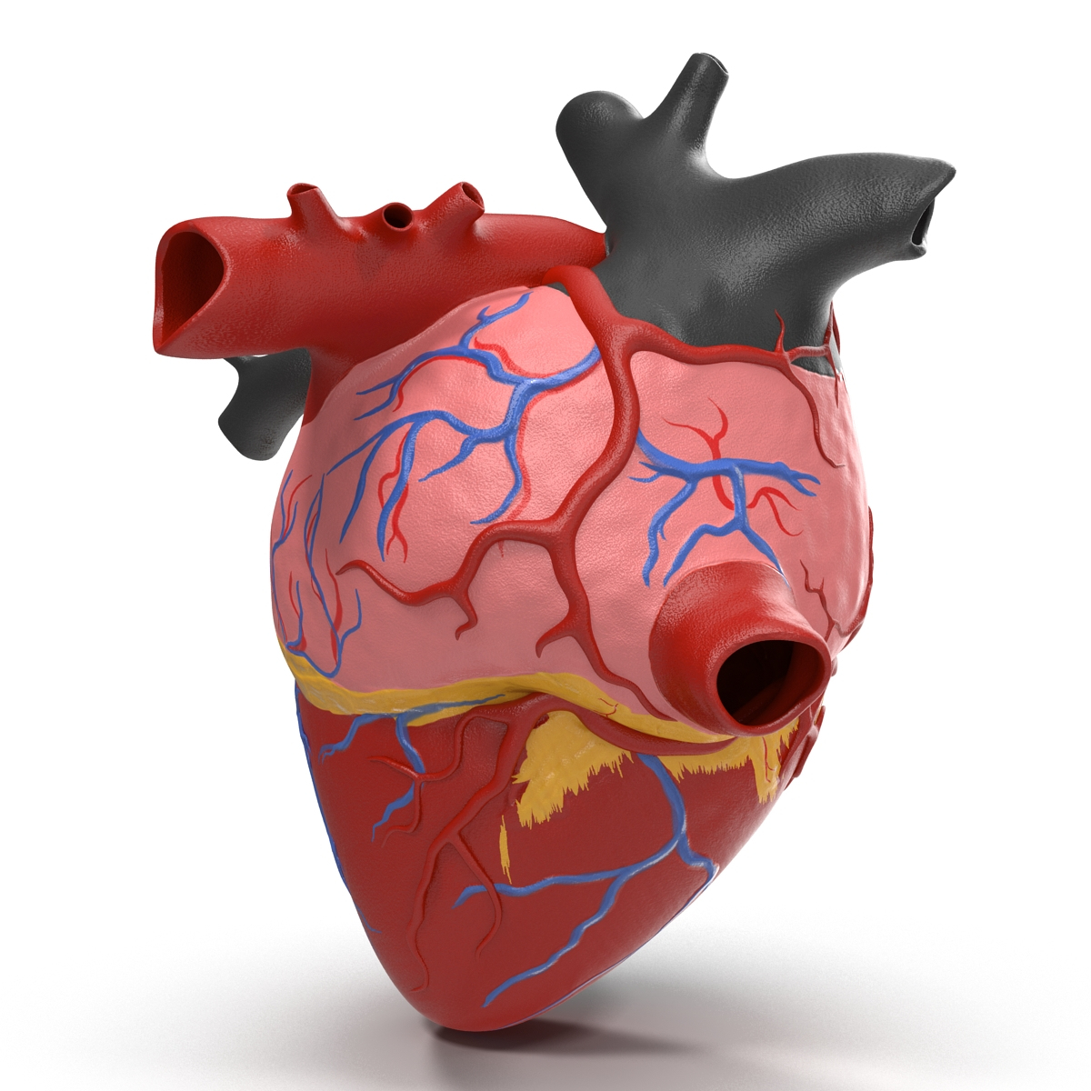 anatomy heart medical plastic 3d model