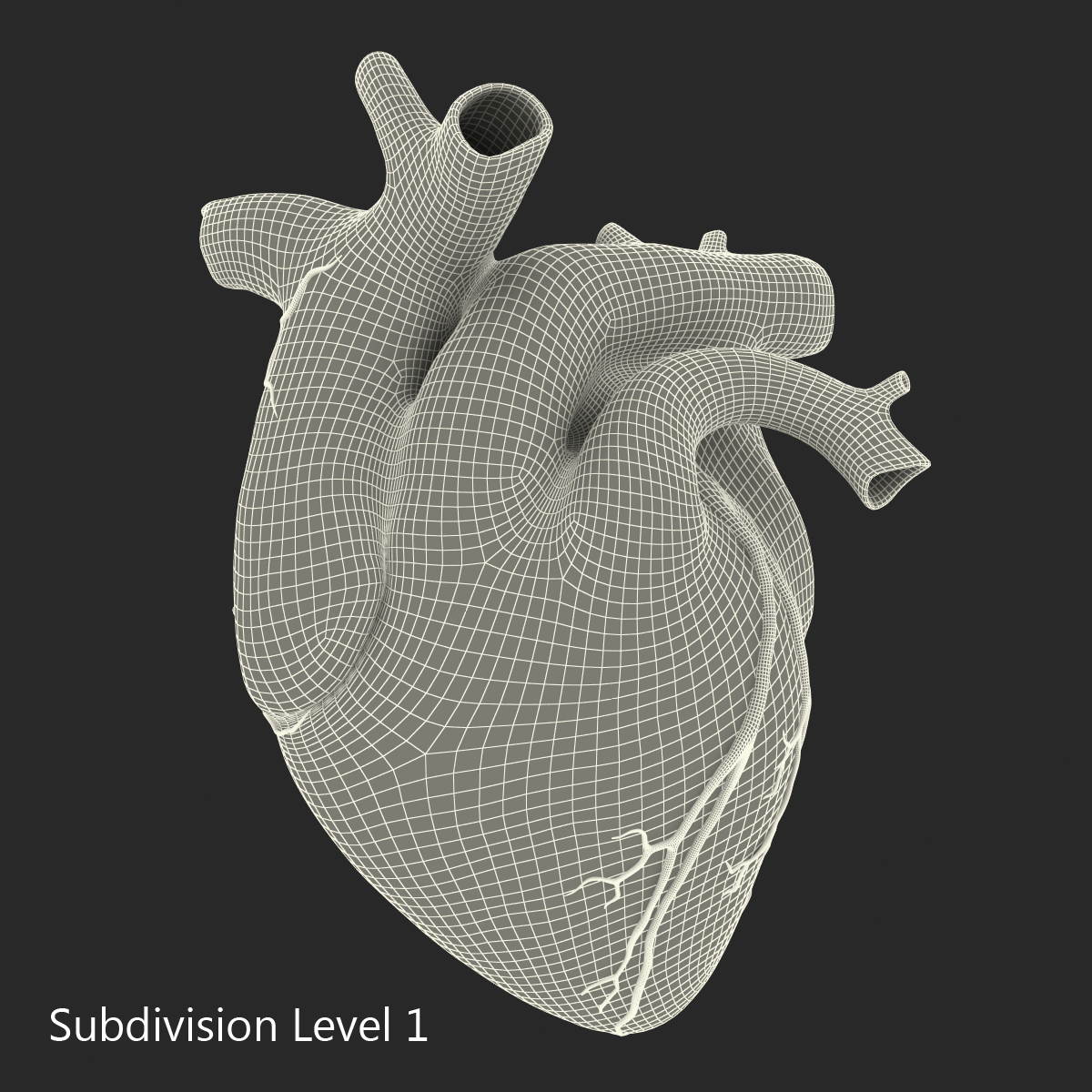 anatomy heart medical plastic 3d model