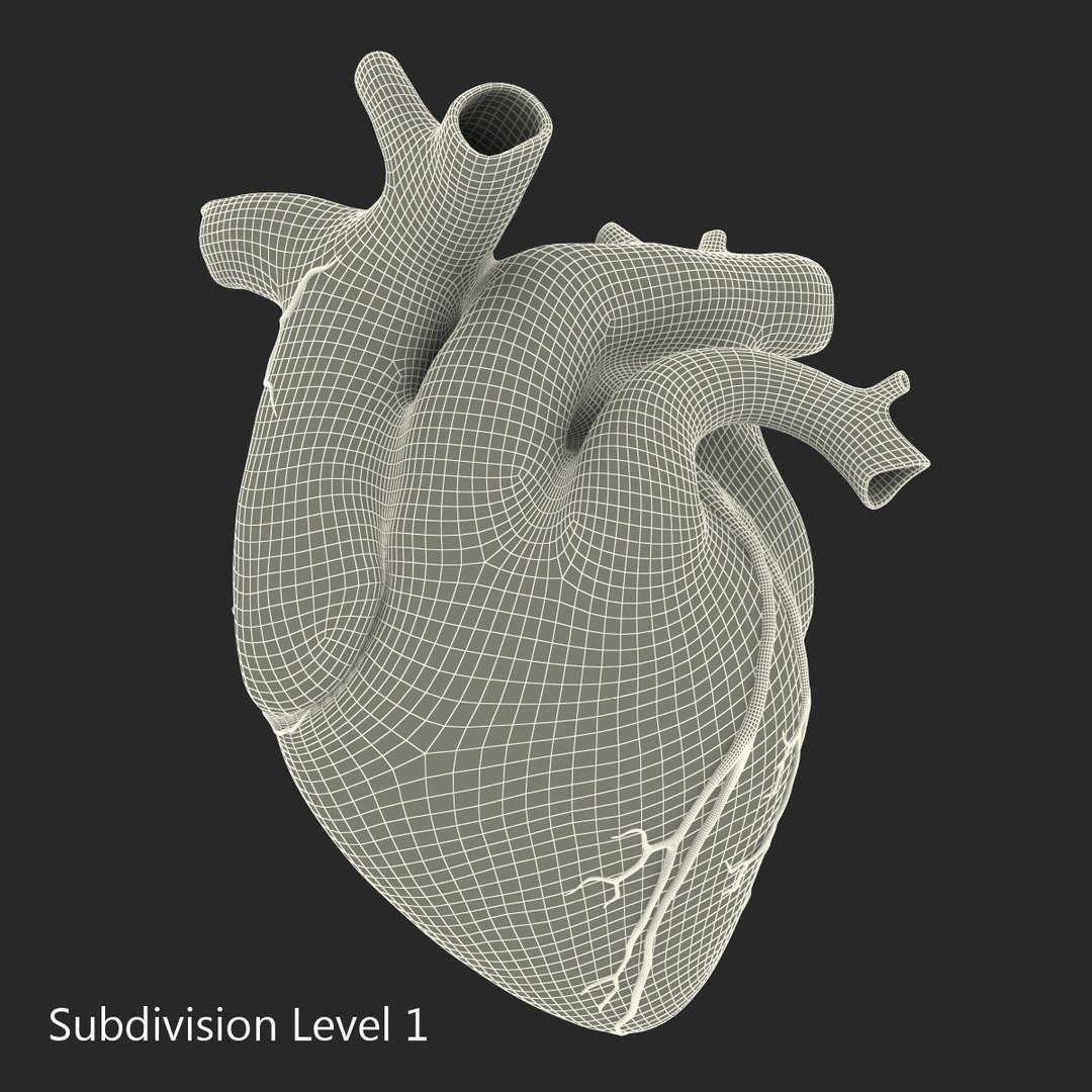 anatomy heart medical plastic 3d model https://p.turbosquid.com/ts-thumb/He/R1TUMC/UmAmJkOy/anatomyheartmedicalplasticmodel3dmodel14/jpg/1455994171/1920x1080/fit_q87/ec19161723b00fad6d930bdb40a7561a8c7eb304/anatomyheartmedicalplasticmodel3dmodel14.jpg