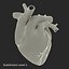 Anatomy Heart Modelo de Plástico Médico