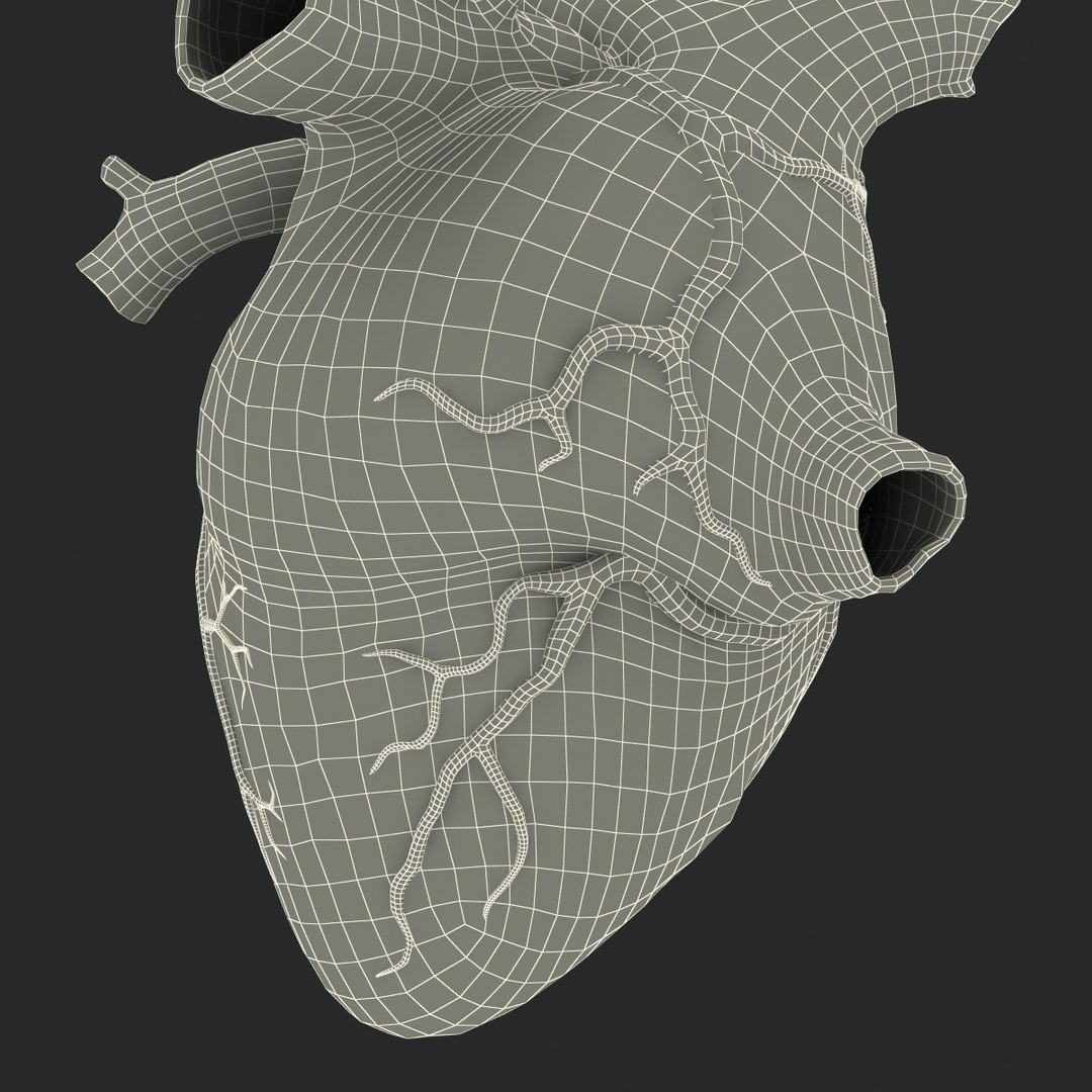 anatomy heart medical plastic 3d model https://p.turbosquid.com/ts-thumb/He/R1TUMC/VQEo1cSo/anatomyheartmedicalplasticmodel3dmodel24/jpg/1455994171/1920x1080/fit_q87/3b757e556fbb569b4e3d301dc868a1d68cd39dc6/anatomyheartmedicalplasticmodel3dmodel24.jpg