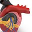 Anatomy Heart Modelo de Plástico Médico