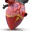 Anatomy Heart Modelo de Plástico Médico