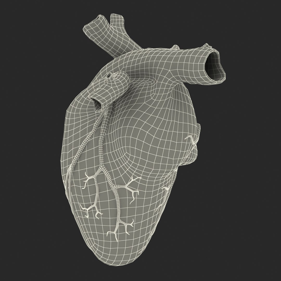 anatomy heart medical plastic 3d model https://p.turbosquid.com/ts-thumb/He/R1TUMC/dqJxFezl/anatomyheartmedicalplasticmodel3dmodel20/jpg/1455994171/1920x1080/fit_q87/c776998fb7bc954fb99546c7e562718c5a8f62b5/anatomyheartmedicalplasticmodel3dmodel20.jpg