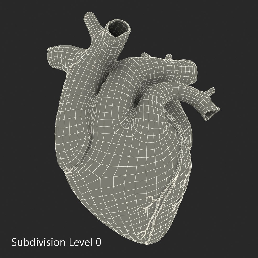 anatomy heart medical plastic 3d model https://p.turbosquid.com/ts-thumb/He/R1TUMC/ej2UrnIM/anatomyheartmedicalplasticmodel3dmodel13/jpg/1455994171/1920x1080/fit_q87/79dd2270b2ac452c38647e8dca6a8de31966a88f/anatomyheartmedicalplasticmodel3dmodel13.jpg