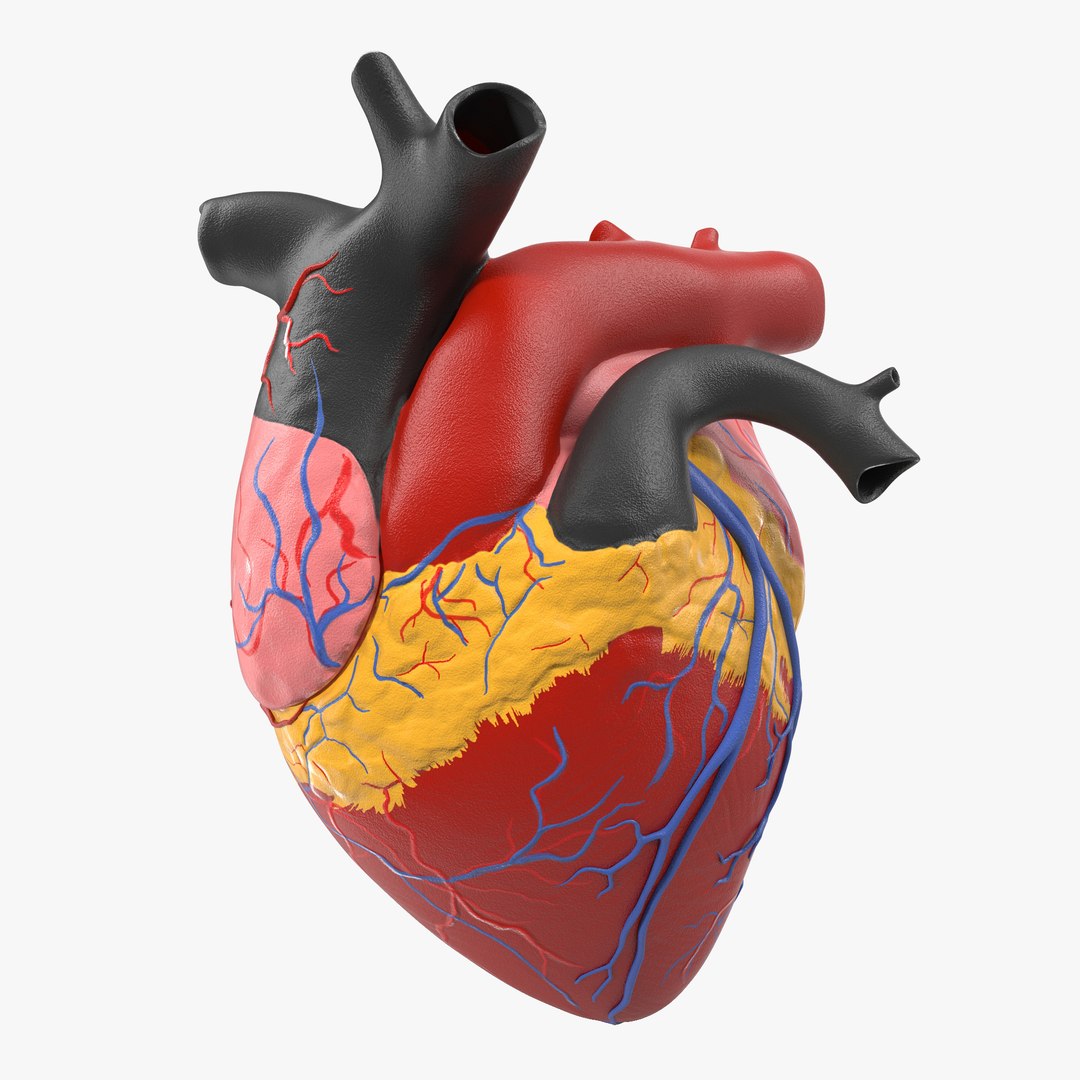 Anatomy Heart Medical Plastic Model 3D model preview