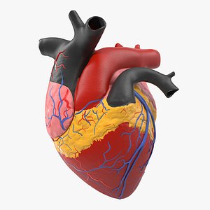 Anatomy Heart Medical Plastic Model