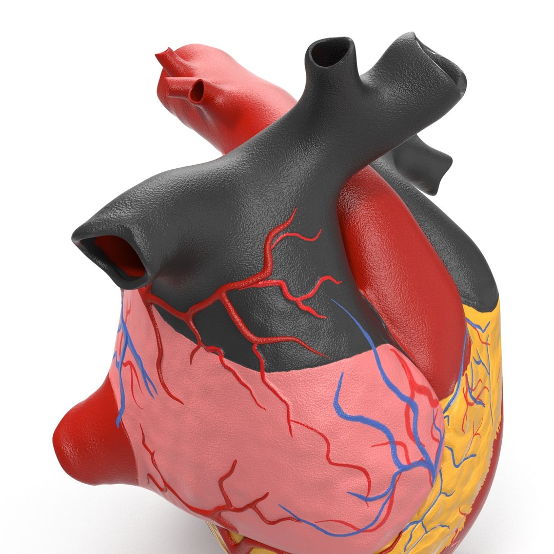 anatomy heart medical plastic 3d model https://p.turbosquid.com/ts-thumb/He/R1TUMC/pvJ5Mkok/anatomyheartmedicalplasticmodel3dmodel11/jpg/1455994170/1920x1080/fit_q87/f879b519c03dc2abd7e0cd10a49dcd33530a1768/anatomyheartmedicalplasticmodel3dmodel11.jpg