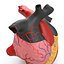 Anatomy Heart Modelo de Plástico Médico