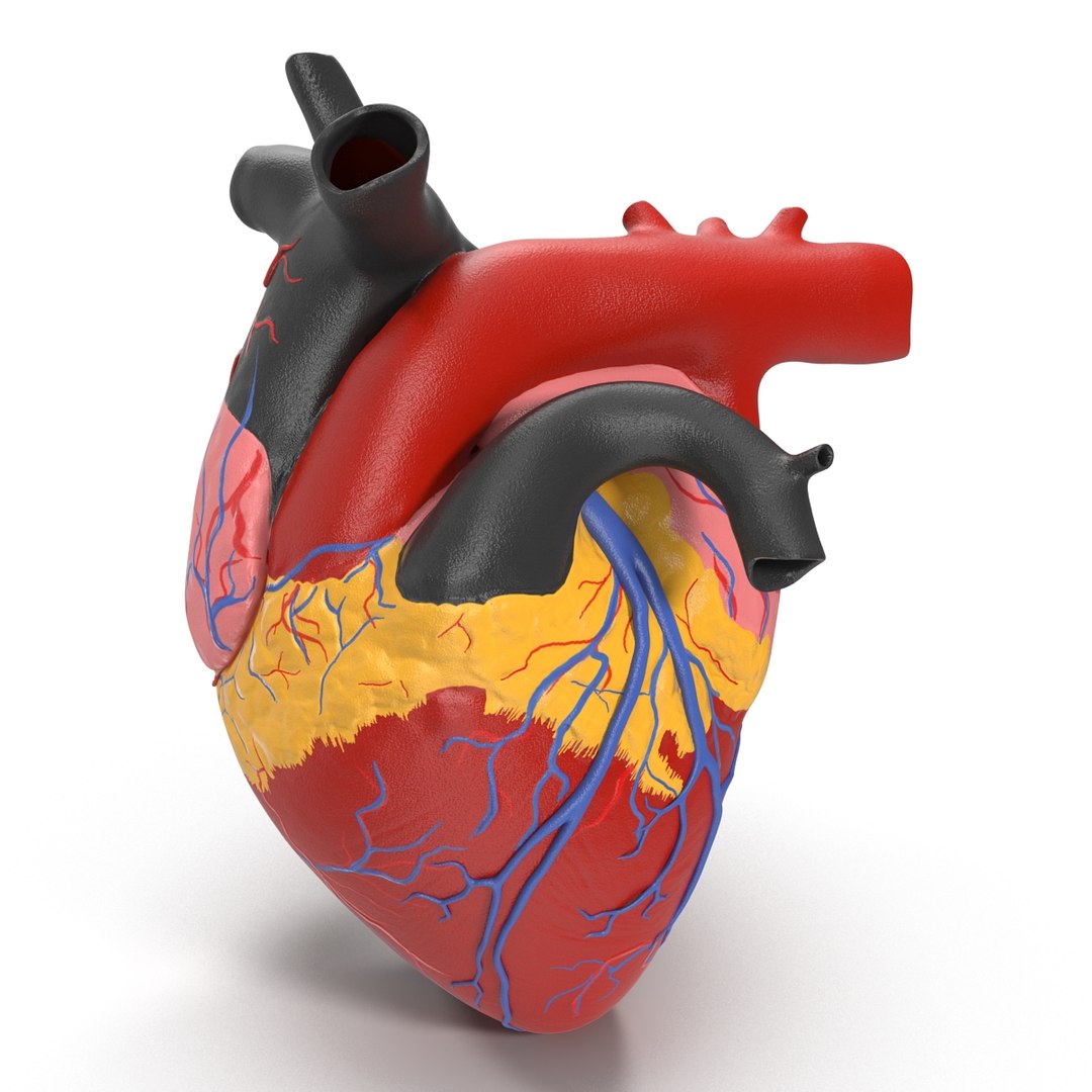 anatomy heart medical plastic 3d model https://p.turbosquid.com/ts-thumb/He/R1TUMC/vRhrzo17/anatomyheartmedicalplasticmodel3dmodel04/jpg/1455994170/1920x1080/fit_q87/37b63a28220e0cd1d443f2cd3eb02f69bfa41ab7/anatomyheartmedicalplasticmodel3dmodel04.jpg
